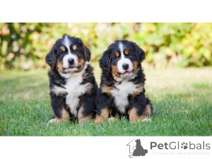 Foto №1. berner sennenhund - zum Verkauf in der Stadt Beilngries | 350€ | Ankündigung № 171426