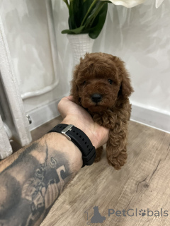 Foto №3. Top quality toy poodle. Serbien