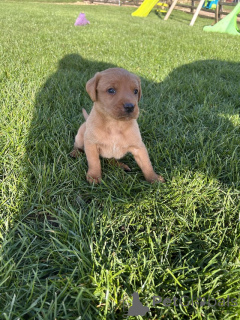 Foto №4. Ich werde verkaufen labrador retriever in der Stadt Manchester. züchter - preis - verhandelt