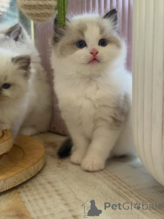 Foto №2 zu Ankündigung № 170004 zu verkaufen ragdoll-katze - einkaufen Deutschland züchter
