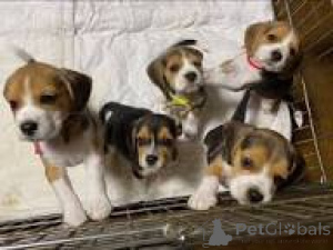 Foto №2 zu Ankündigung № 165717 zu verkaufen beagle - einkaufen Großbritannien quotient 	ankündigung, züchter