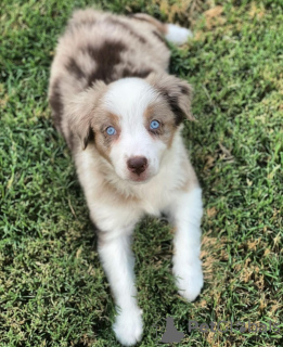 Foto №1. australian shepherd - zum Verkauf in der Stadt Cheb | 340€ | Ankündigung № 123711