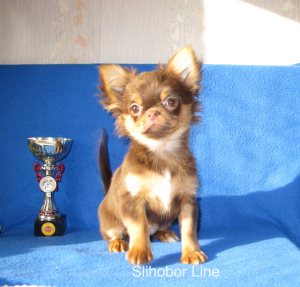 Zusätzliche Fotos: Chihuahua Schokoladenhund zur Paarung