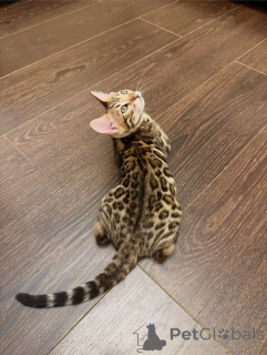 Foto №2 zu Ankündigung № 171199 zu verkaufen bengal katzenrasse - einkaufen Schweiz züchter