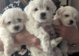 Foto №1. malteser - zum Verkauf in der Stadt Bonn | 450€ | Ankündigung № 149688