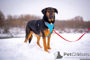 Foto №2 zu Ankündigung № 96423 zu verkaufen mischlingshund - einkaufen Russische Föderation aus dem tierheim