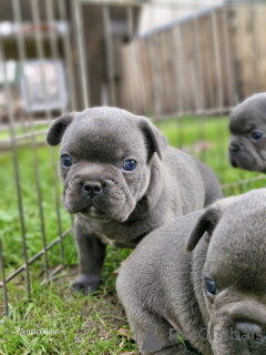 Foto №3. Französische Bulldogge in blauer Farbe. Weißrussland