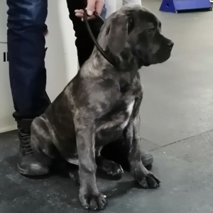 Zusätzliche Fotos: Italienischer Cane Corso