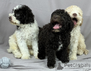 Foto №2 zu Ankündigung № 53639 zu verkaufen lagotto romagnolo - einkaufen Serbien züchter