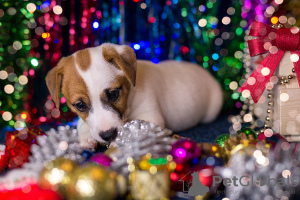 Zusätzliche Fotos: Jack Russell Terrier Welpe