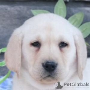 Foto №4. Ich werde verkaufen labrador retriever in der Stadt Frankfurt. quotient 	ankündigung - preis - verhandelt