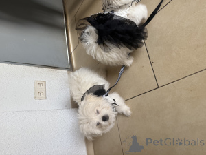 Foto №4. Ich werde verkaufen deutsche spitze in der Stadt Zweibrücken.  - preis - verhandelt