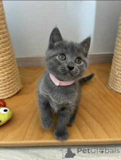 Foto №2 zu Ankündigung № 174028 zu verkaufen chartreux - einkaufen Belgien 
