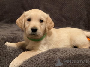 Foto №2 zu Ankündigung № 37094 zu verkaufen golden retriever - einkaufen Russische Föderation 