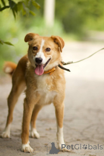 Foto №3. Der Hund Aya sucht nach einem Haus!. Russische Föderation