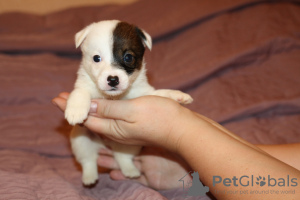 Foto №1. jack russell terrier - zum Verkauf in der Stadt St. Petersburg | verhandelt | Ankündigung № 4451