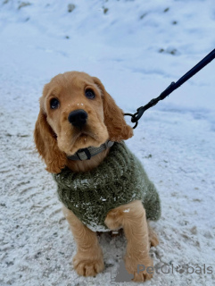 Foto №1. english cocker spaniel - zum Verkauf in der Stadt Berlin | verhandelt | Ankündigung № 163761