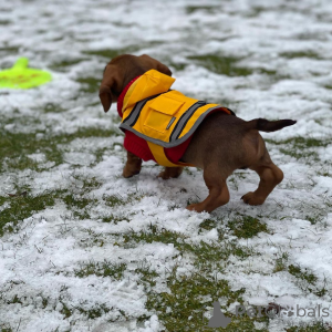 Foto №3. 2 3 Standard-Dackel-Männchen und -Hündinnen-Welpen zur Adoption. Deutschland