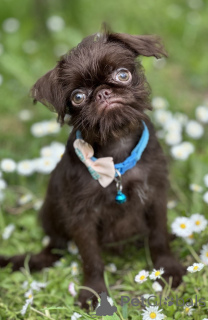 Foto №3. Brussel griffon chocolate. Serbien