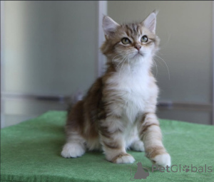 Foto №2 zu Ankündigung № 176649 zu verkaufen sibirische katze - einkaufen Australien quotient 	ankündigung