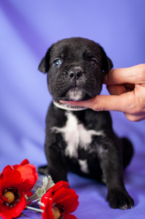 Zusätzliche Fotos: Wunderschöne Welpen Cane Corso