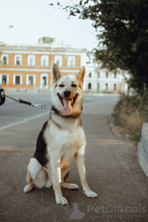 Foto №1. mischlingshund - zum Verkauf in der Stadt St. Petersburg | Frei | Ankündigung № 5172