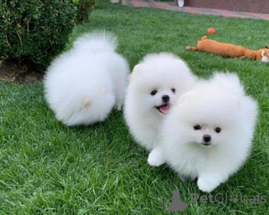 Foto №1. pommersche spitz - zum Verkauf in der Stadt Lissabon | verhandelt | Ankündigung № 126857