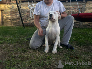 Foto №3. 5 month old dogo argentino female for sale. Serbien