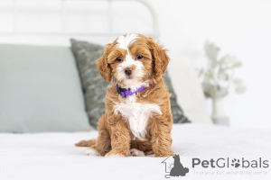 Foto №1. labradoodle - zum Verkauf in der Stadt Basel | verhandelt | Ankündigung № 155594