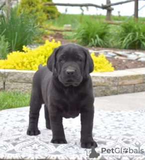 Foto №3. Labrador Retriever-Welpen. Großbritannien