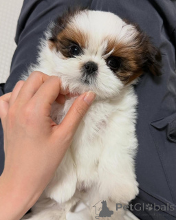 Foto №1. shih tzu - zum Verkauf in der Stadt Delmenhorst | verhandelt | Ankündigung № 173337