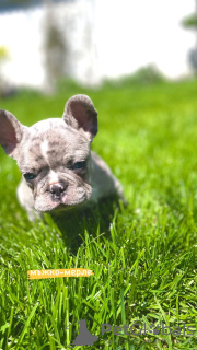 Zusätzliche Fotos: Hallo Französische Bulldoggenwelpen zu verkaufen.