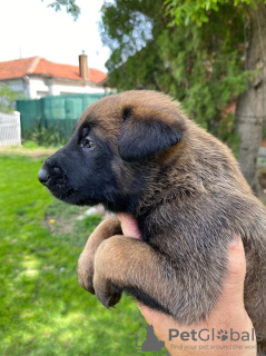 Zusätzliche Fotos: Belgische Schäferhundwelpen