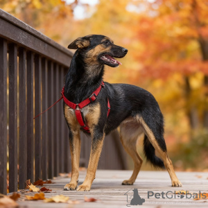 Foto №2 zu Ankündigung № 156933 zu verkaufen mischlingshund - einkaufen Russische Föderation quotient 	ankündigung