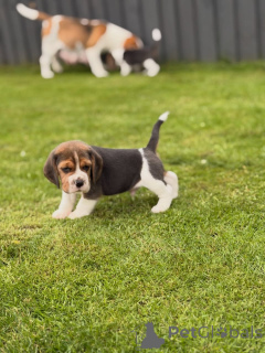 Foto №3. Entzückende Beagle-Welpen suchen ein liebevolles Zuhause!. Deutschland