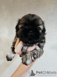 Foto №1. lhasa apso, shih tzu - zum Verkauf in der Stadt Pärnu | 600€ | Ankündigung № 113607