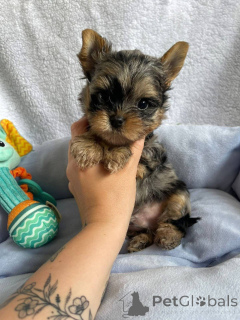 Foto №2 zu Ankündigung № 163968 zu verkaufen yorkshire terrier - einkaufen Finnland quotient 	ankündigung, aus dem tierheim