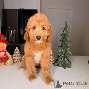 Foto №3. Bentley charmant, clever und voller Liebe! Dieser fröhliche Junge ist der Beweis. Finnland