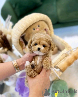 Foto №2 zu Ankündigung № 138055 zu verkaufen pudel (toy) - einkaufen Spanien züchter