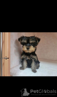 Foto №4. Ich werde verkaufen  in der Stadt Даллас. züchter - preis - 323€