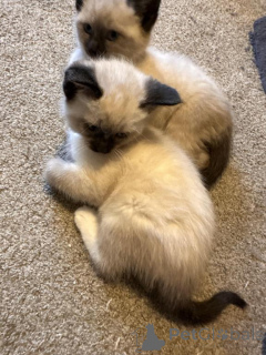 Foto №1. siamkatze - zum Verkauf in der Stadt Herdecke | 350€ | Ankündigung № 148375