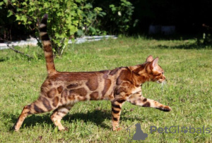 Foto №2 zu Ankündigung № 95202 zu verkaufen bengal katzenrasse - einkaufen Deutschland quotient 	ankündigung, züchter