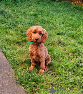Foto №1. kavapu - zum Verkauf in der Stadt Донегол | 500€ | Ankündigung № 138589
