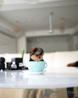 Foto №2 zu Ankündigung № 131040 zu verkaufen  - einkaufen Deutschland quotient 	ankündigung