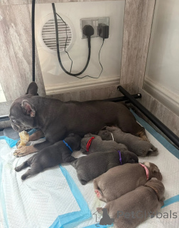 Foto №1. französische bulldogge - zum Verkauf in der Stadt Aarhus | 400€ | Ankündigung № 171475