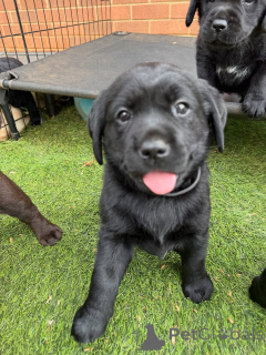 Foto №3. Süße schwarze Labradorwelpen, intelligente und liebevolle Begleiter. Dänemark