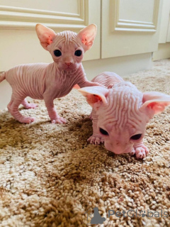 Foto №1. sphynx-katze - zum Verkauf in der Stadt Raahe | 350€ | Ankündigung № 140900