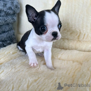 Foto №3. Französische Bulldogge Welpen zur Adoption. Deutschland