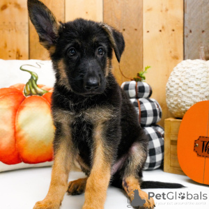 Foto №4. Ich werde verkaufen deutscher schäferhund in der Stadt Houston. quotient 	ankündigung - preis - 775€