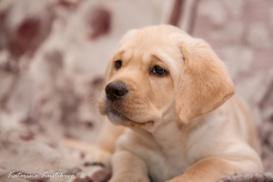 Zusätzliche Fotos: Der Labrador Kennel bietet zum Kauf hochrassiger Labrador-Welpen von betitelten